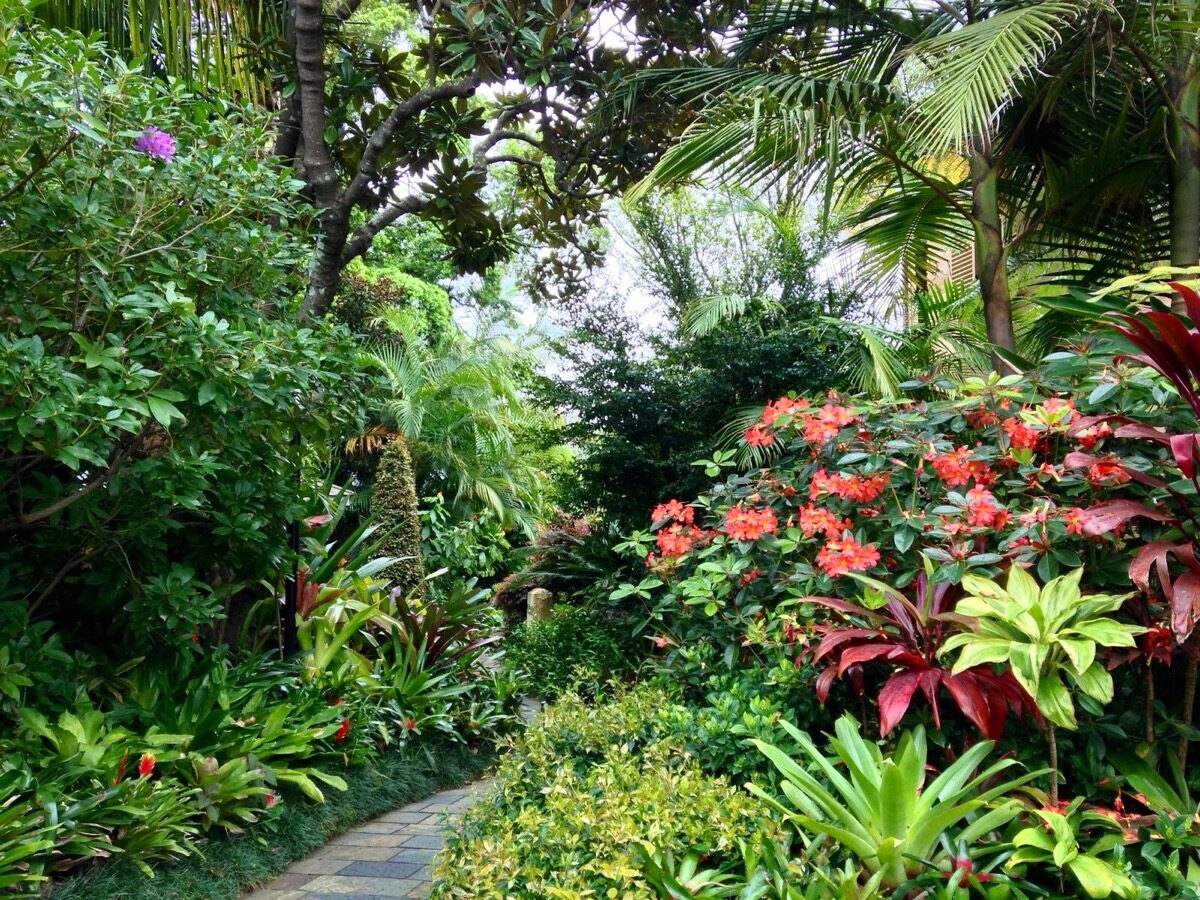 Winding stone garden path with red flowers and palms, residential landscaping Sydney