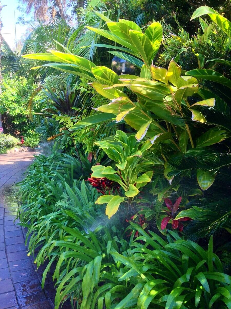 Tropical pathway planting, strata garden maintenance Sydney