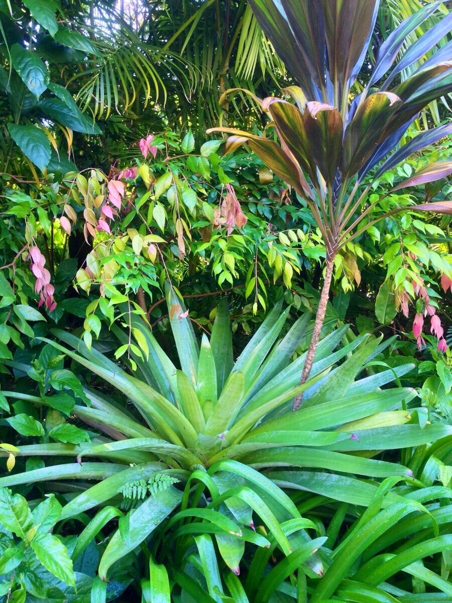 Tropical agave in Sydney landscape design by RB Kanangra