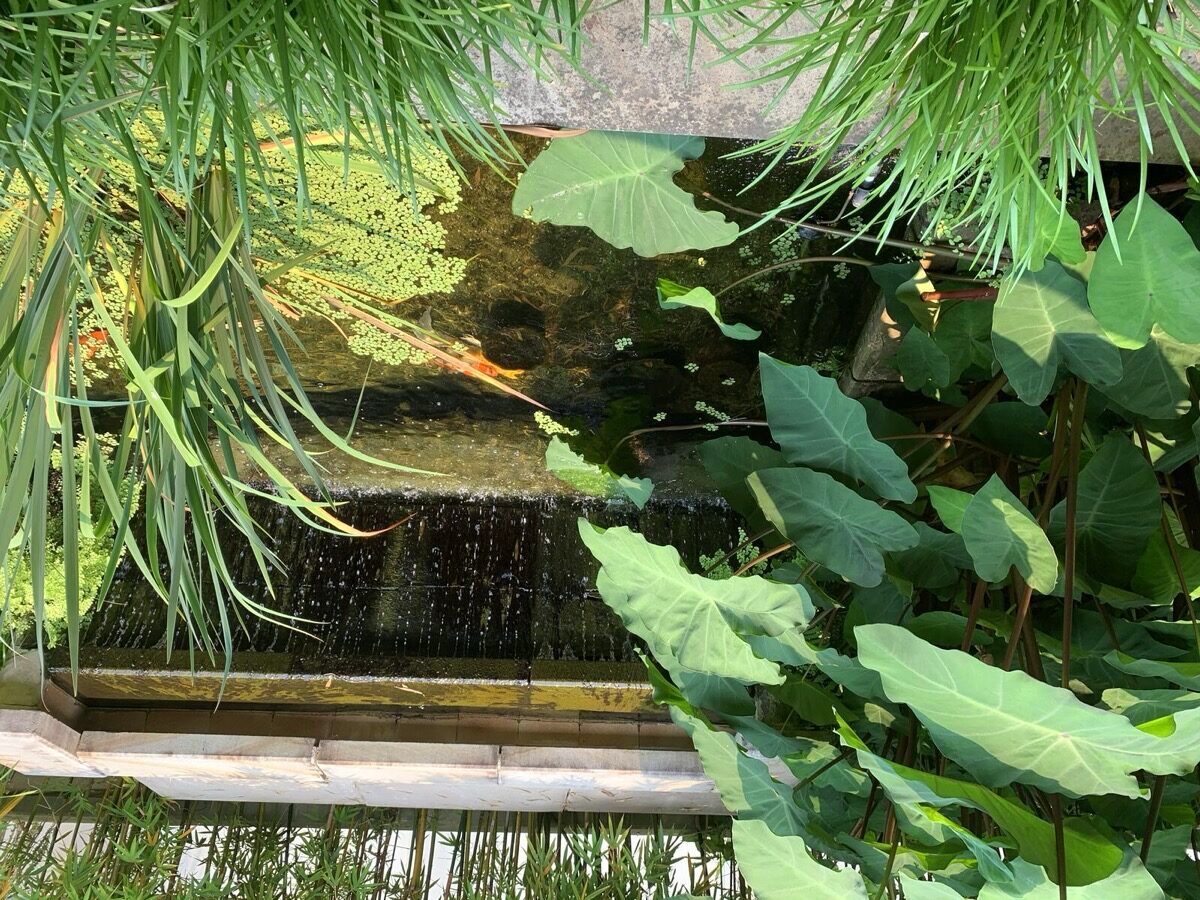 Water feature with elephant ears, strata common area
