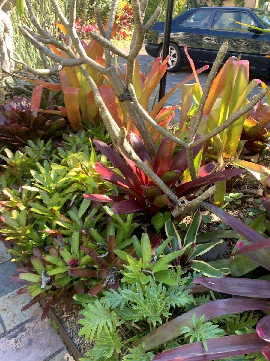 Colourful bromeliads in a Kanangra Gardens landscaping project