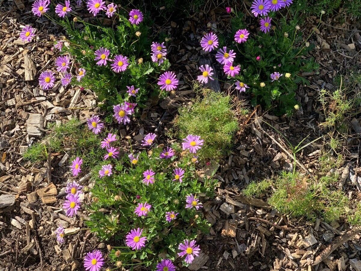 Native Australian daisies in Sydney residential garden