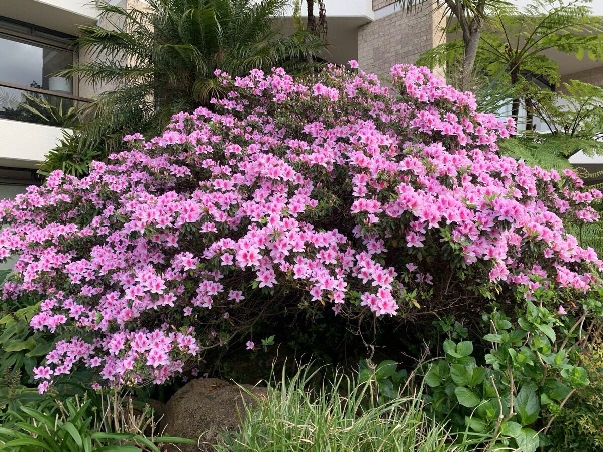 Pink bougainvillea cascade, garden design by Kanangra Gardens