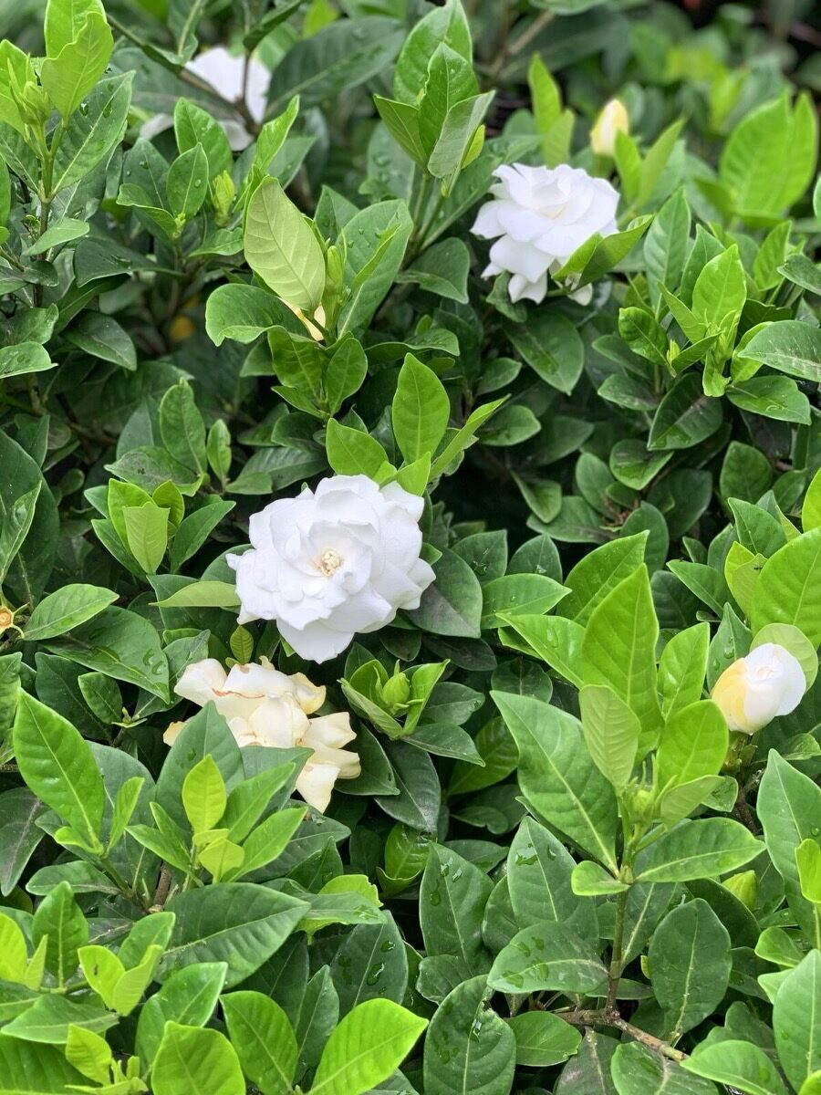 White gardenias planted by R.B. Kanangra Gardens, Sydney