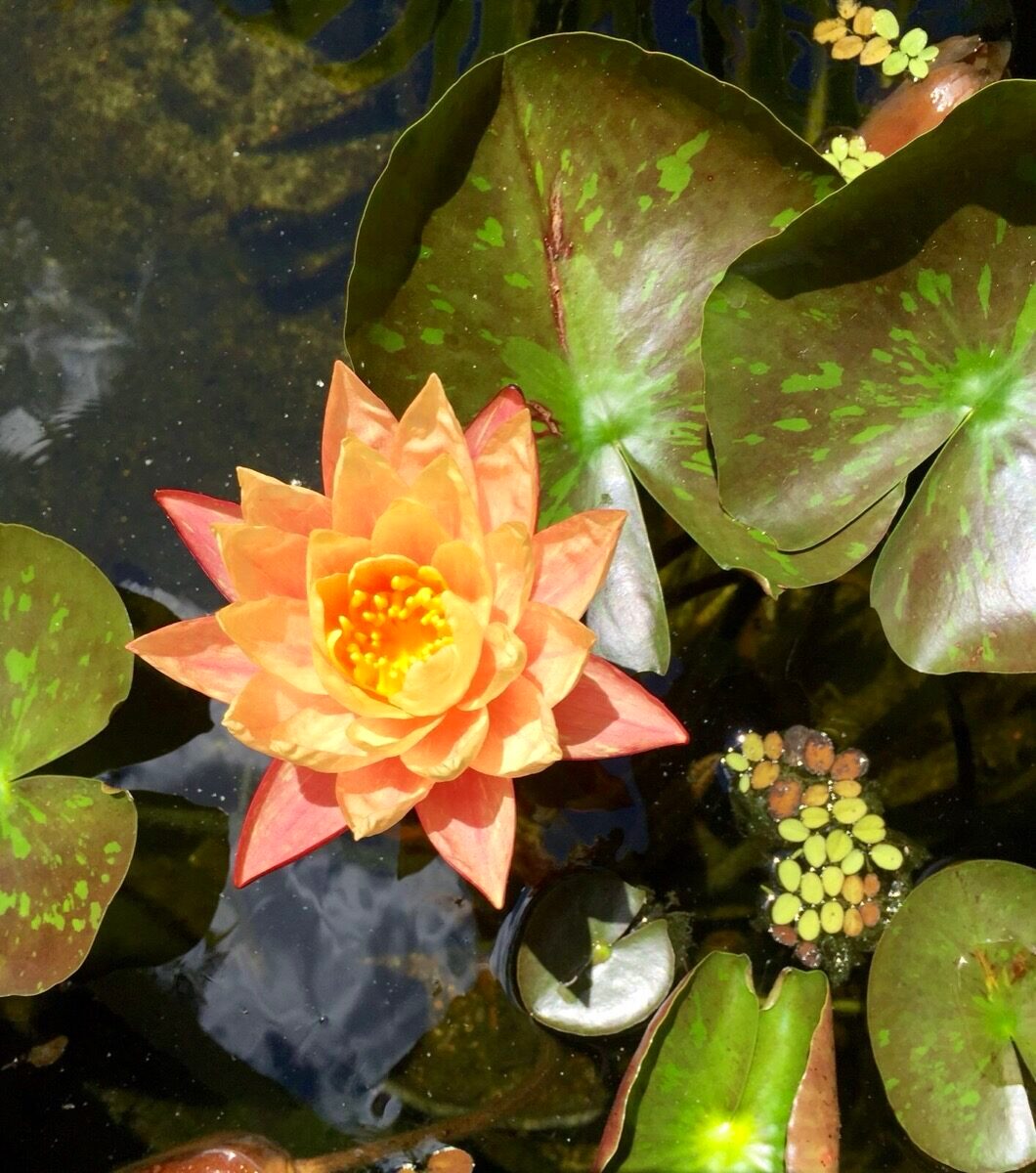 Water lily in residential garden pond, Sydney landscaping