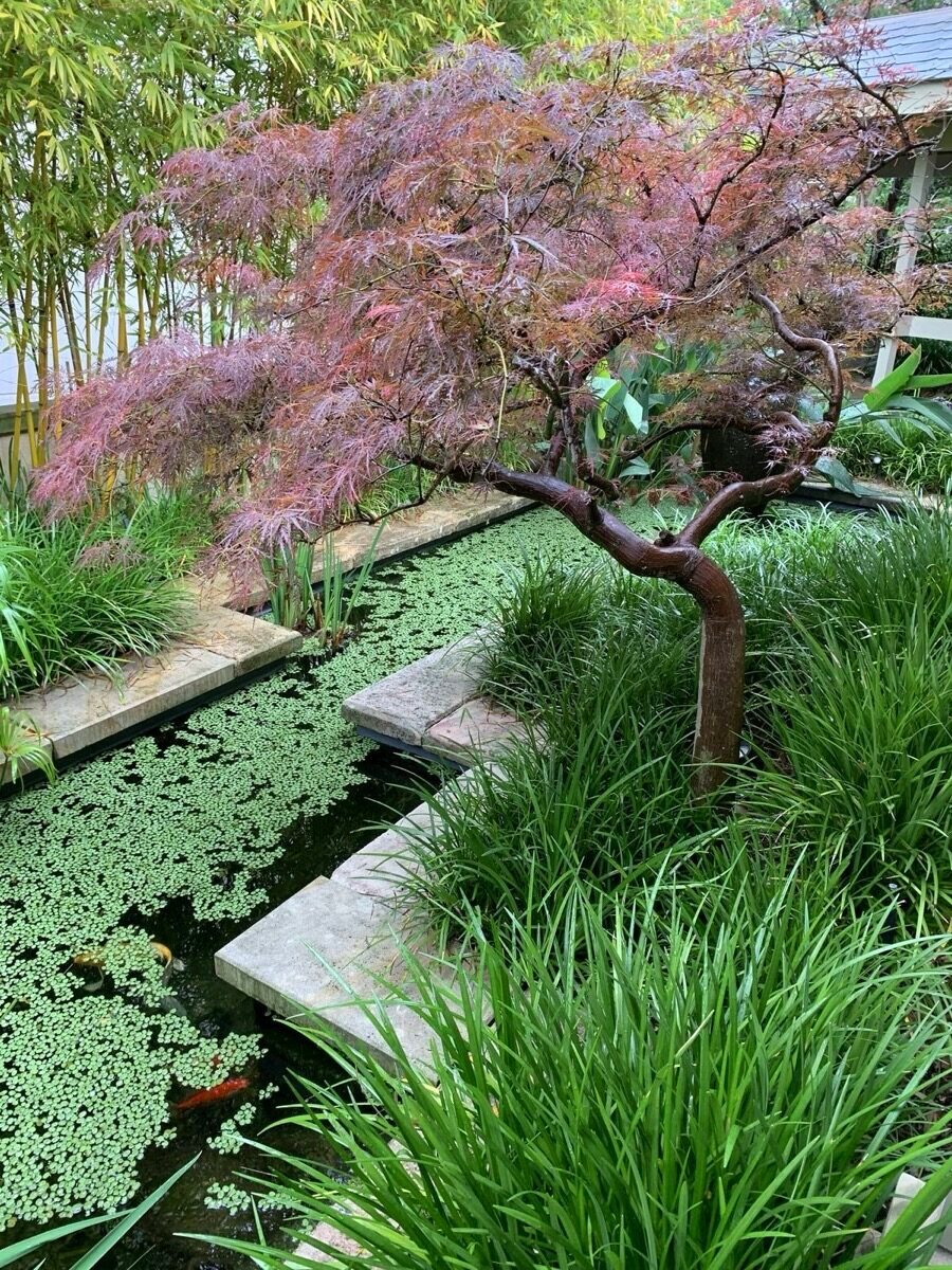 Japanese maple by water, apartment garden landscaping