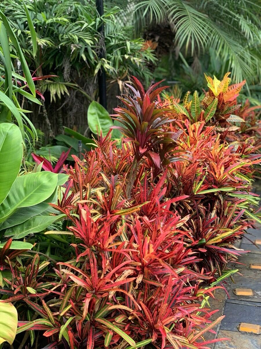 Red crotons in tropical garden, Eastern Suburbs Sydney