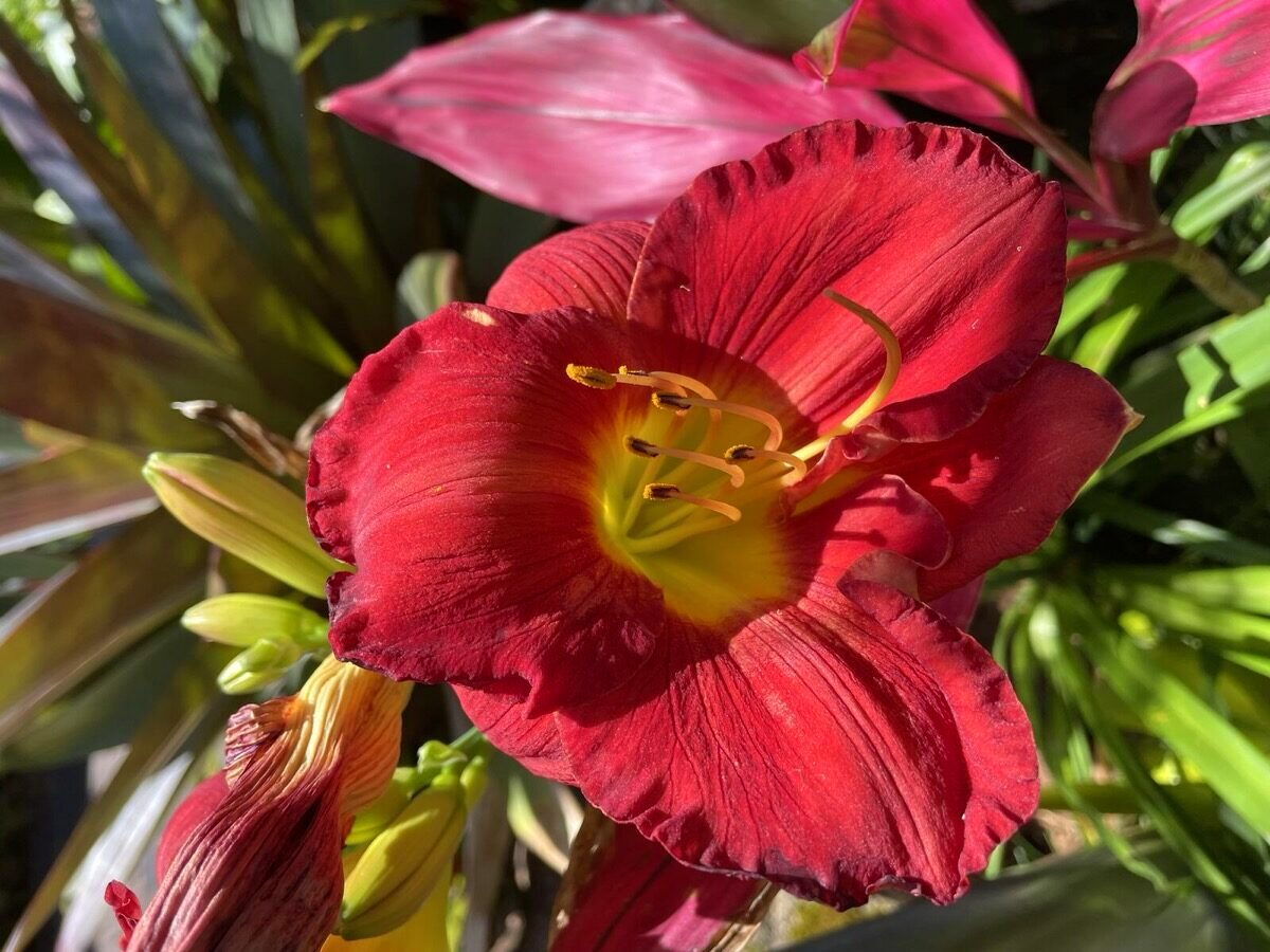 Red daylily in a Sydney garden maintained by R.B. Kanangra Gardens
